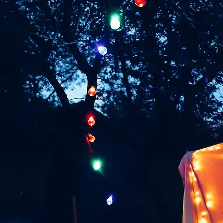 Dragonfly With Garden * Braşov