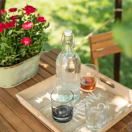 Dragonfly With Garden * Brasov