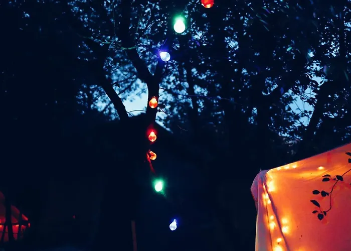 Dragonfly With Garden * 布拉索夫